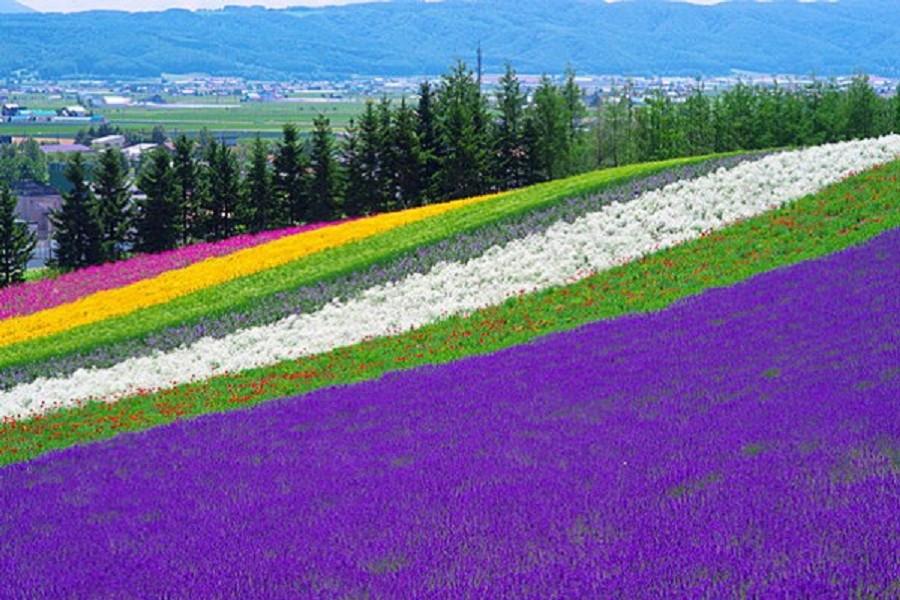 北海道余市小鎮~夏薰富良野海洋尼克斯.*函館星空*哈密瓜螃蟹放題5日