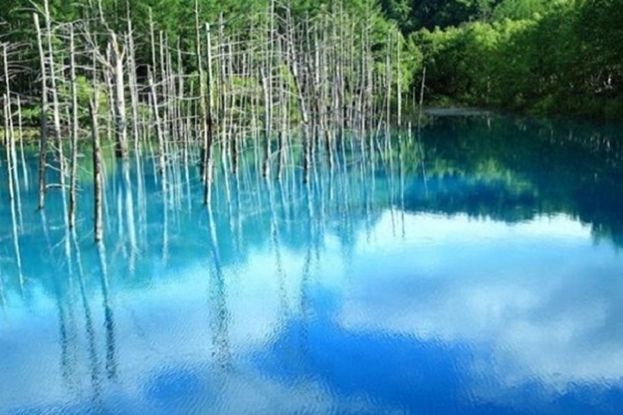 北海道夏季圓舞曲~探訪夢幻秘境~青池 歐風富良野.美瑛之丘.旭山動物園.小樽運河.溫泉美食五日遊