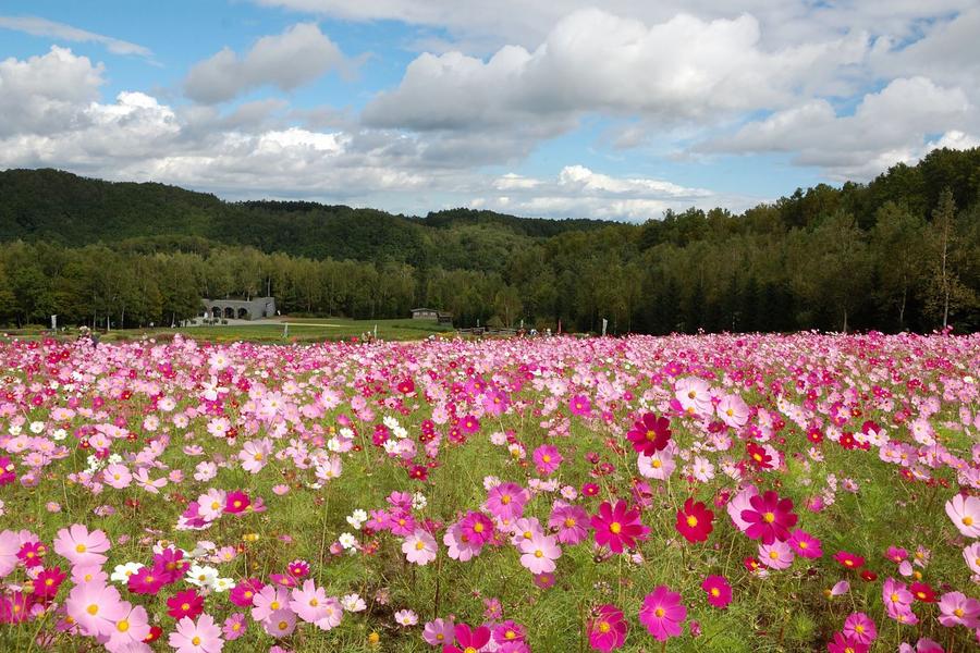 【北海道 万惣の宿】璀璨函館、大霸豐平峽、瀧野丘陵花園愜意野餐5日