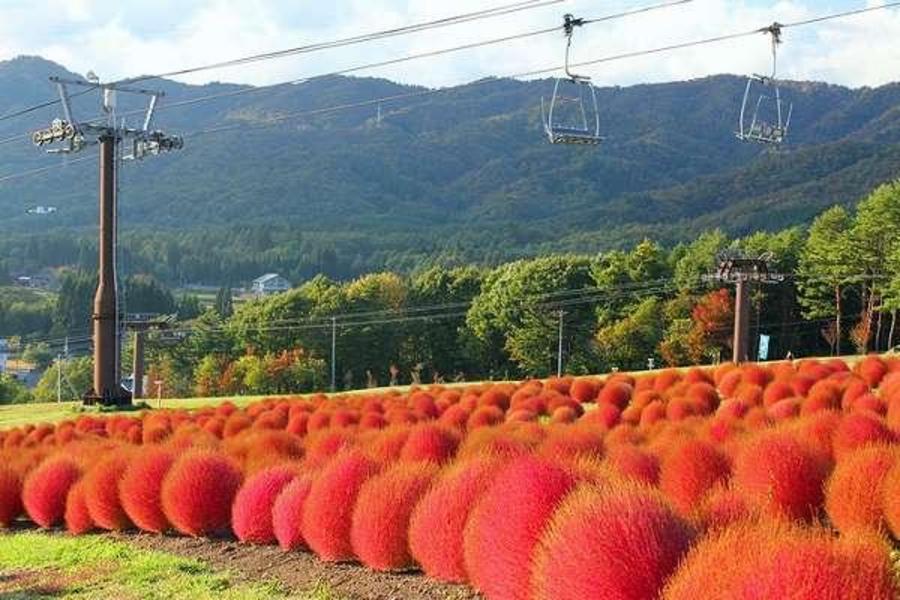 小松花田★掃帚草美景‧立山神鄉‧工藝古街5日