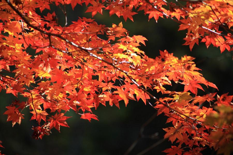 【楓光登場】秋葉東北、本溪水洞、關門山、虎山長城、鴨綠江遊船、長白山天池八日《無購物》