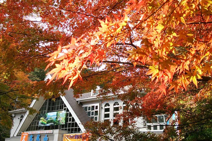 【愛上賞紅葉】高尾山、河口湖、箱根紅葉賞、三麗鷗彩虹樂園、迪士尼5日
