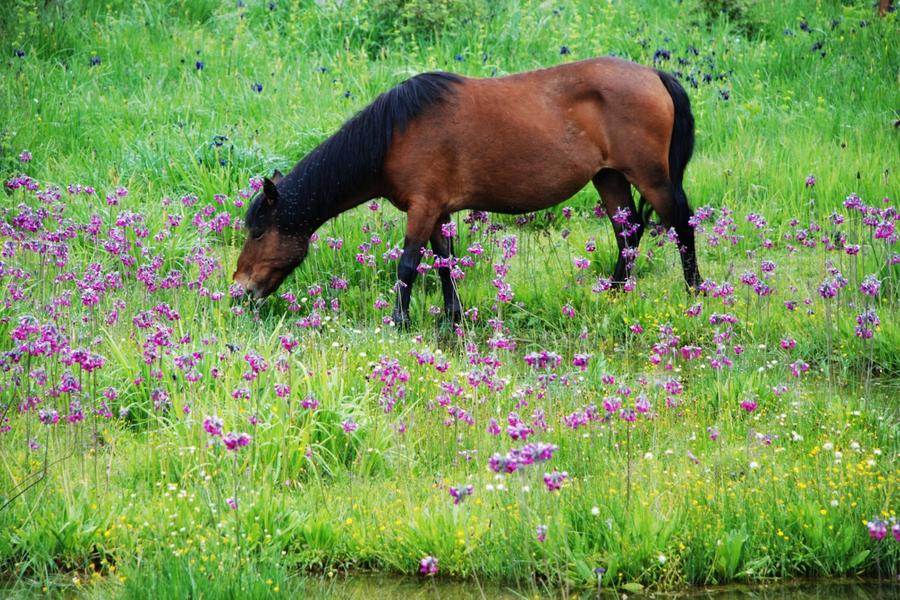 【斯那定珠的天路】昆大麗、雲杉坪、古城紮染、松贊林寺、巴拉格宗8日