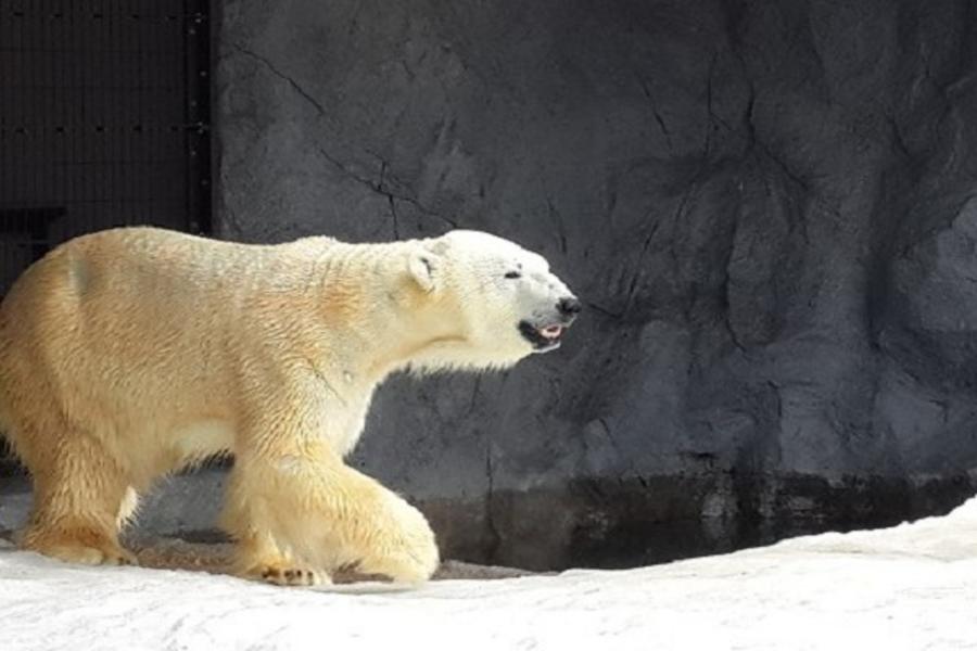 北海道雪之富良野~函館星空*小樽天狗山纜車‧旭山動物園螃蟹放題6日(函館、千歲)