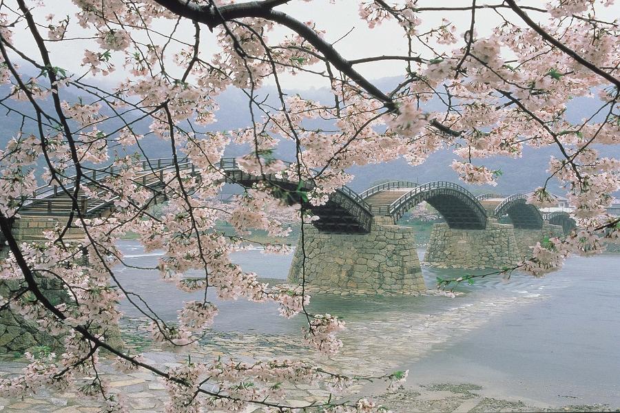 【春櫻廣島】道後溫泉、錦帶橋、嚴島神社、後樂園、姬路城、心齋橋購物6日