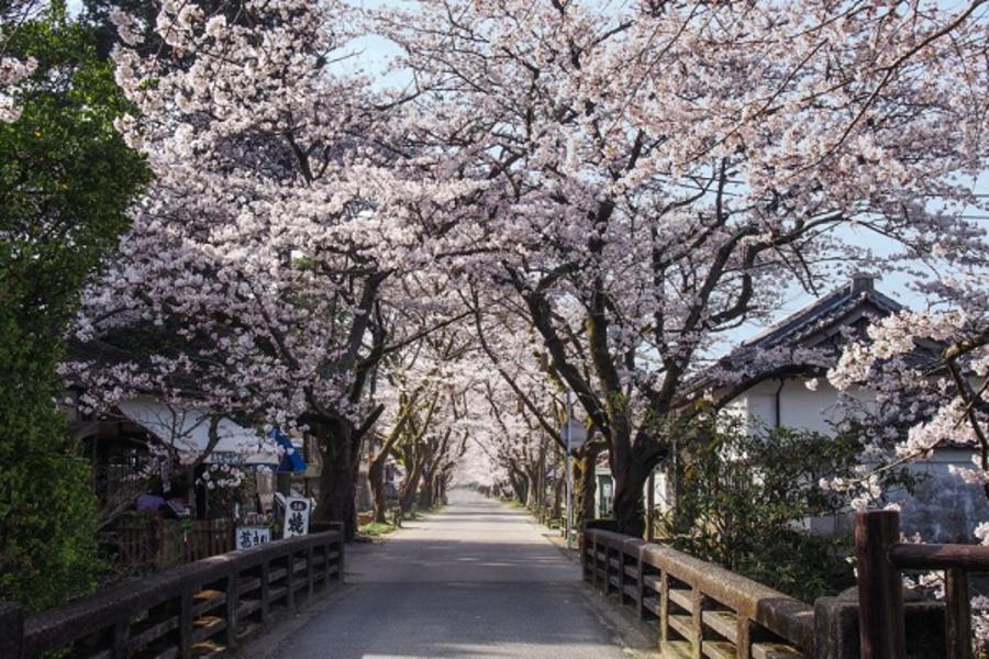 ★九州櫻采飛揚★岡城跡.小城公園.御船山樂園.久住花公園.柳川5日