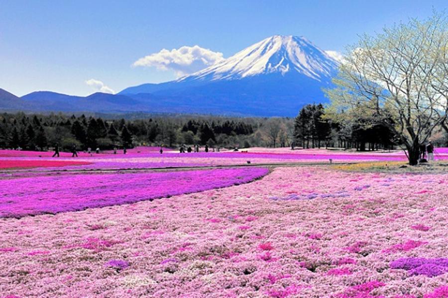 ★春賞雪之谷★立山連峰.富士芝櫻季.兼六園.合掌村.輕井澤騎單車.溫泉5日