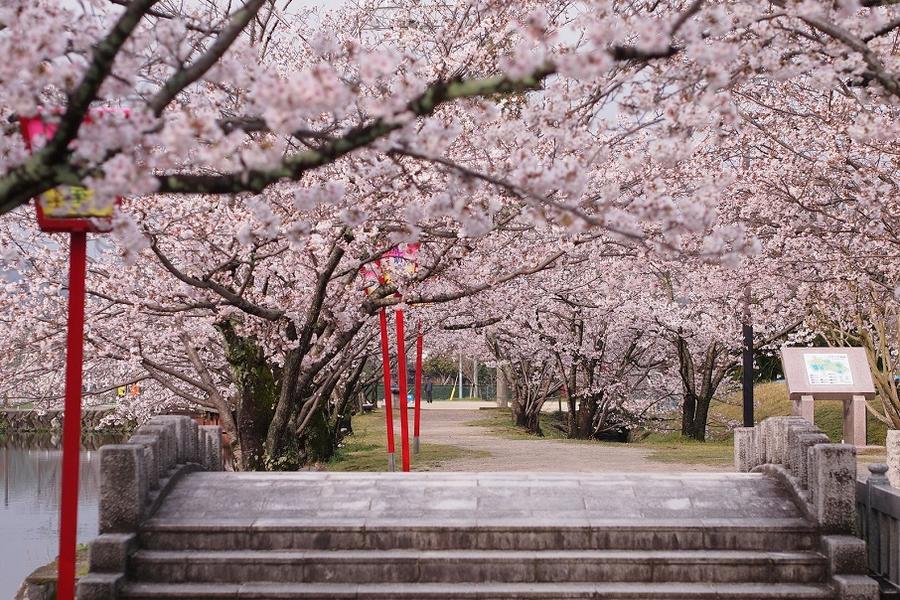 【九州櫻木花道】虹之松原、舞鶴公園、扁舟遊船、鶴見岳纜、抺茶體驗6日