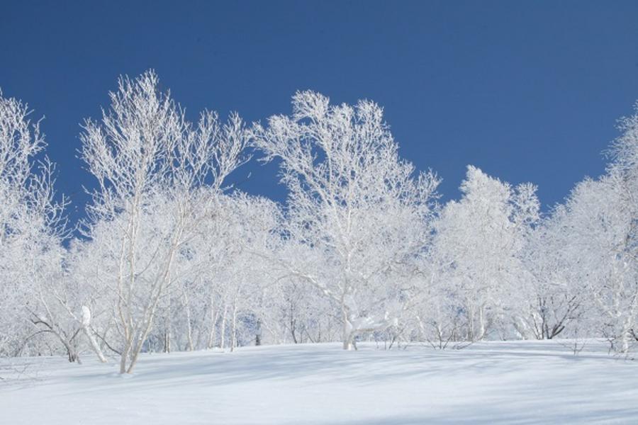 ★北海道夢幻雪祭★銀白童話世界~美瑛.富良野 冰晶薰衣草.四季彩之丘~雪樂園.大通公園雪祭.層雲峽冰瀑祭. 旭山動物園.雪的美術館.尼克斯海洋公園.小樽運河 6日