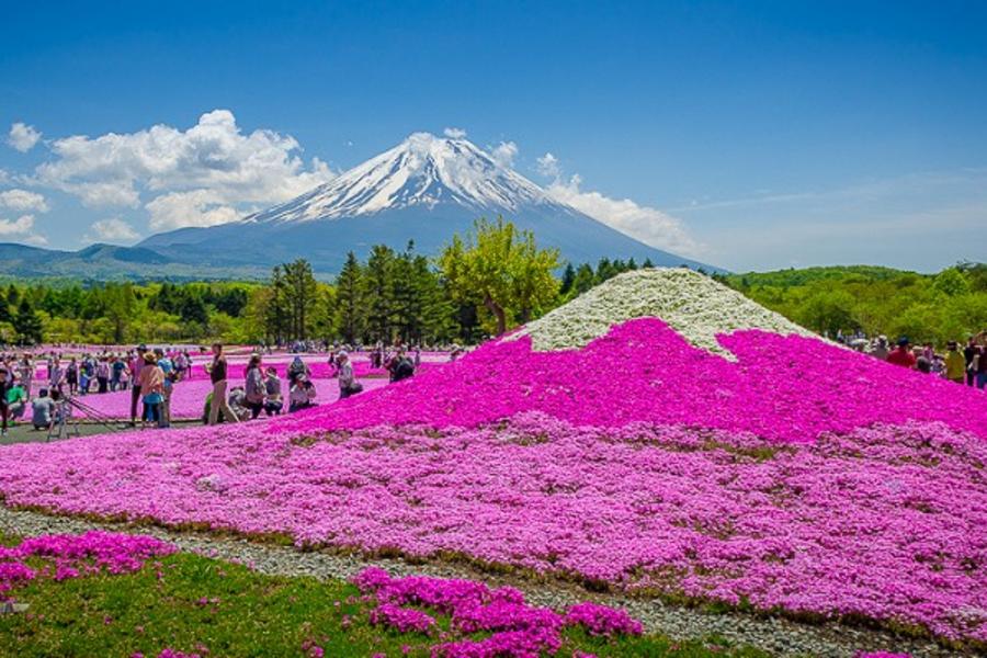 ★春滿立山★雪之谷.富士芝櫻季.兼六園.合掌村.三町古街.輕井澤咖啡.溫泉5日
