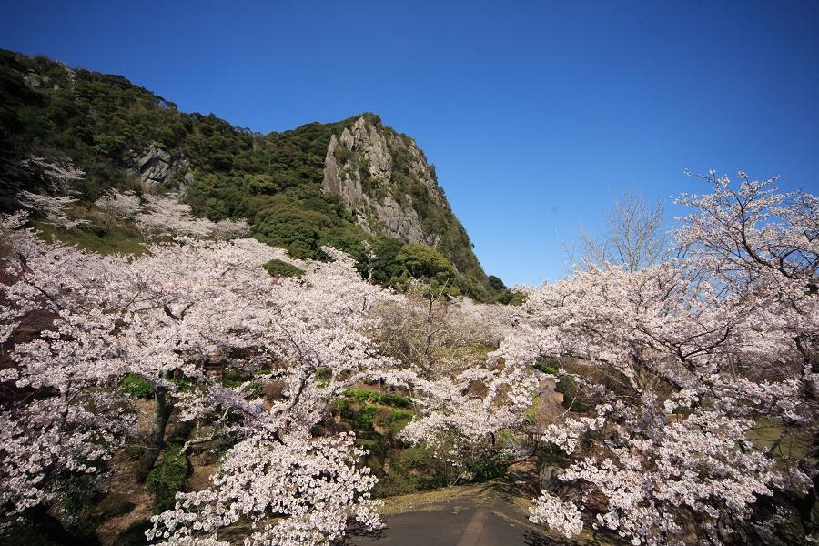 春賞九州 島原芝櫻、御船山樂園 稻佐山夜景5日