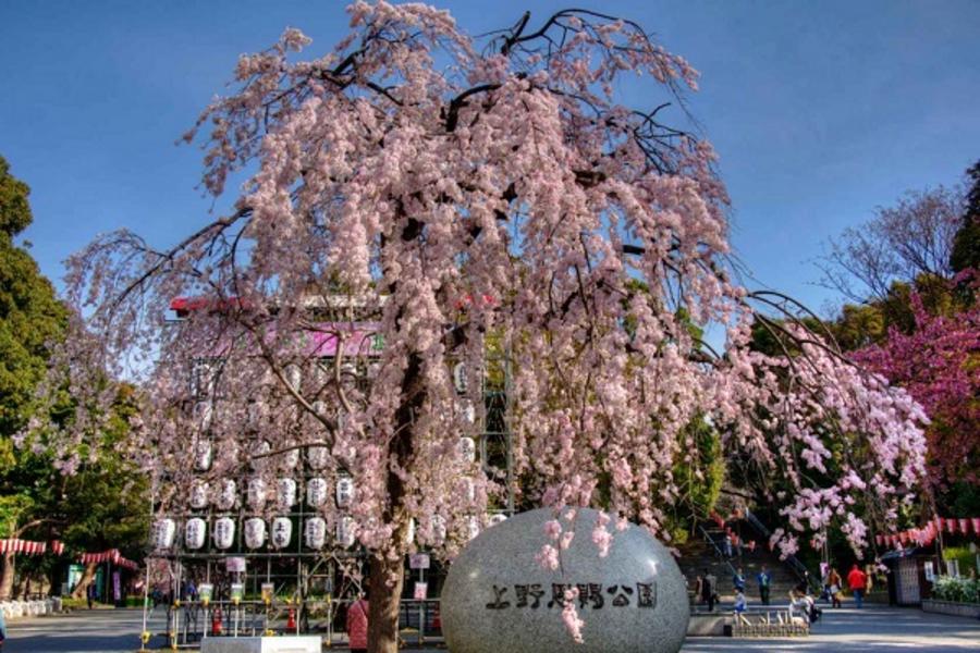 ★花燦雙星光★東京迪士尼.360度水晶宮.箱根鐵道.蘆之湖遊船.新宿御苑.溫泉5日遊