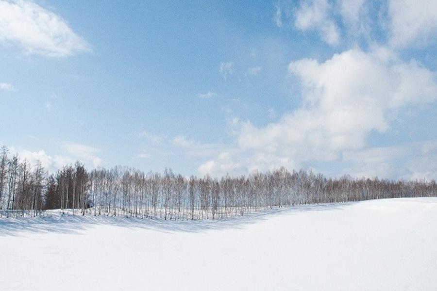 ★銀白童話世界北海道★冰晶薰衣草.四季彩之丘~雪樂園.尼克斯海洋公園.熊牧場.雪的美術 館.白色戀人公園.小樽運河5日