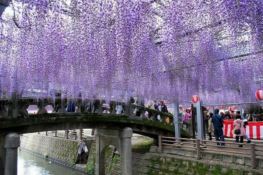 浪漫紫戀花語~別府空中纜車.由布院之森列車.柳川遊船.萌熊電鐵溫泉五日