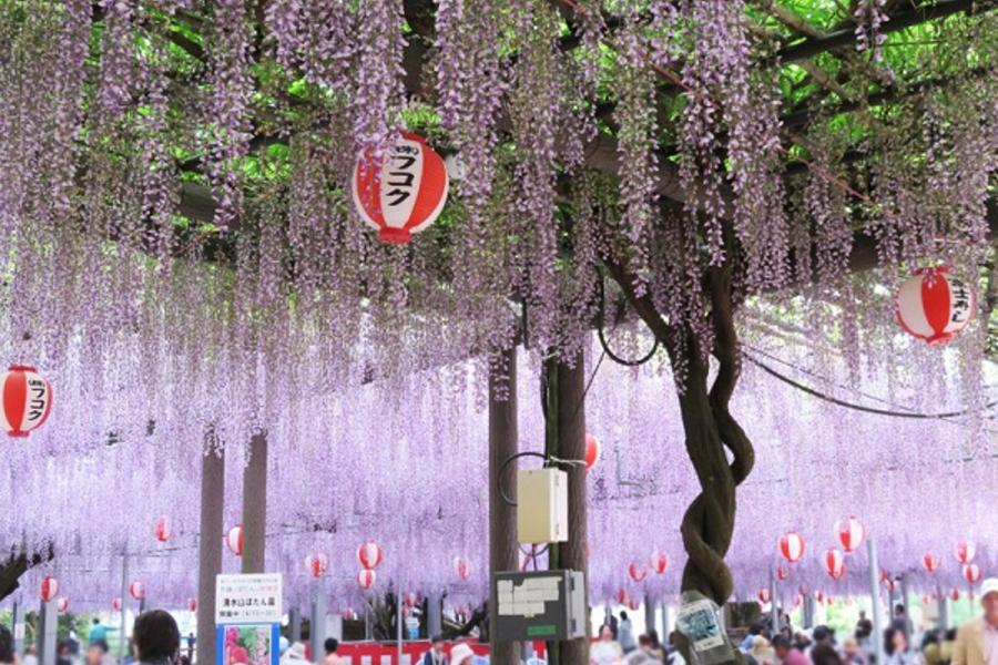 ★紫愛九州藤花語之旅★吉祥寺公園.湯布院史努比茶屋.九重夢吊橋.浪漫柳川遊船.北九州廚房~唐戶海鮮市場.太宰府旅人列車五日遊