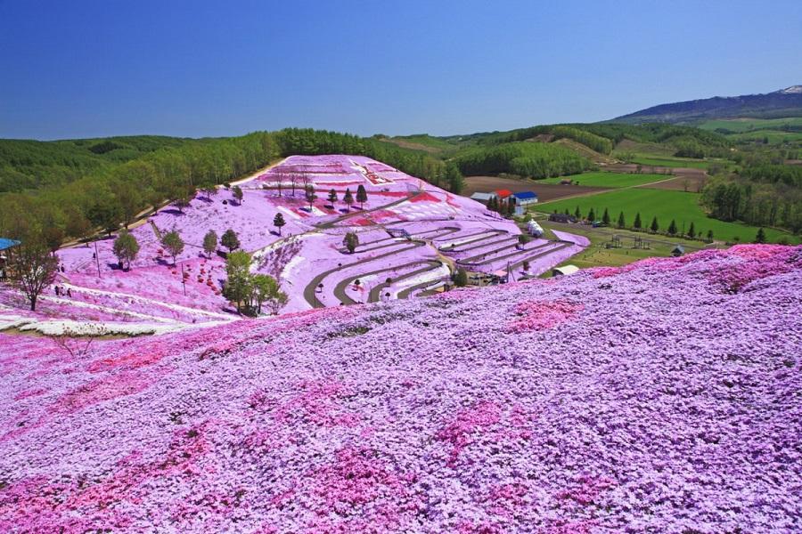 【北海道春光花語】藻琴山芝櫻.歐風真鍋庭園.阿寒湖遊船.小樽運河5日