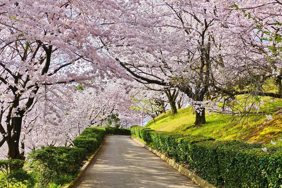 【岡山包機A】香川.四國.小豆島+岡山倉敷美觀+奧道後溫泉饗宴櫻花賞四日A