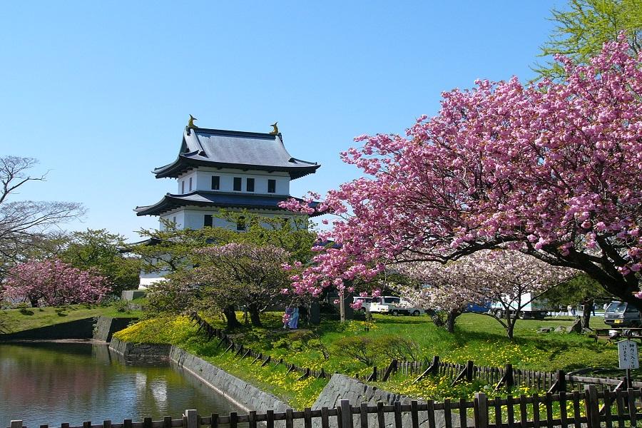 【北海道櫻花物語】松前公園.有珠善光寺公園.青葉ヶ丘公園.圓山公園5日