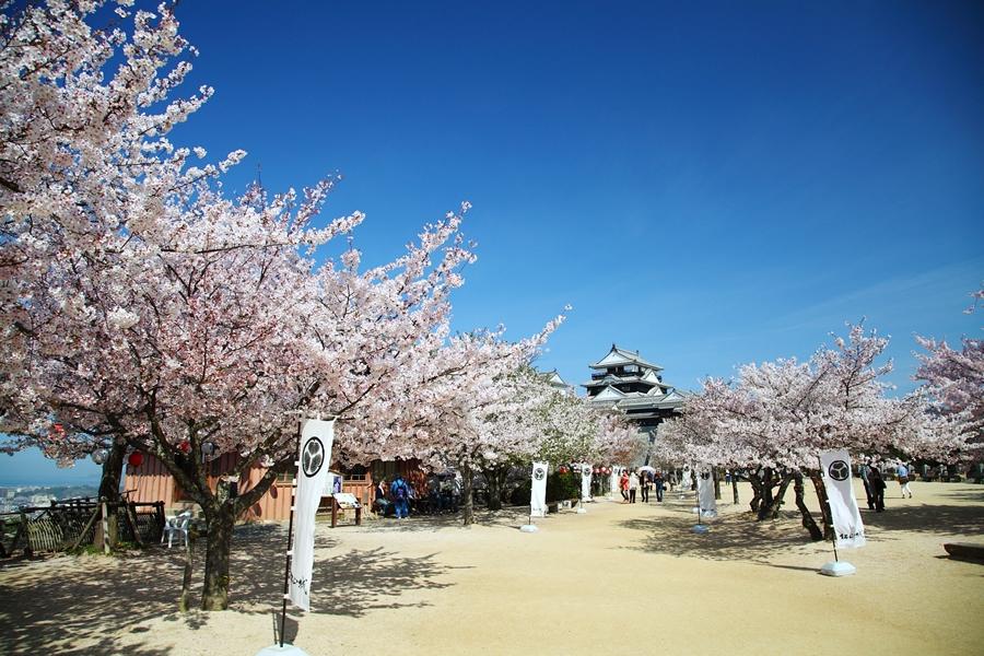 四國松山櫻花饗宴、百選高松琴彈公園、秘境大步危4日之旅