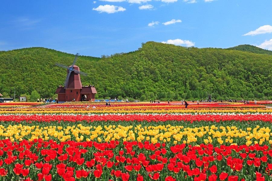 【北海道櫻の戀】藻琴山芝櫻.真鍋庭園.大雪森之庭院.LeTAO午茶6日