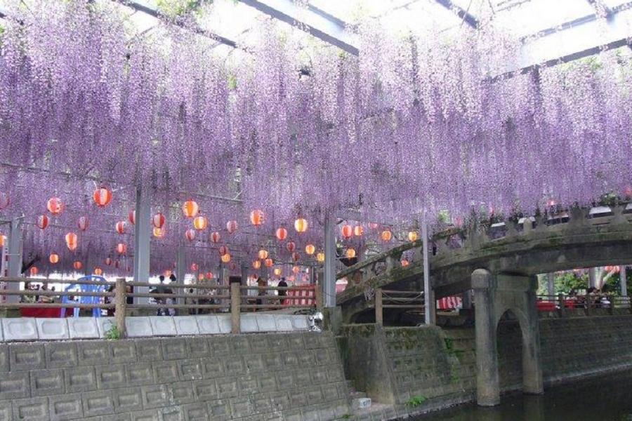 【熊愛紫藤物語】黑木大藤素盞鳴神社.阿蘇動物王國.草莓採果.柳川遊船五日