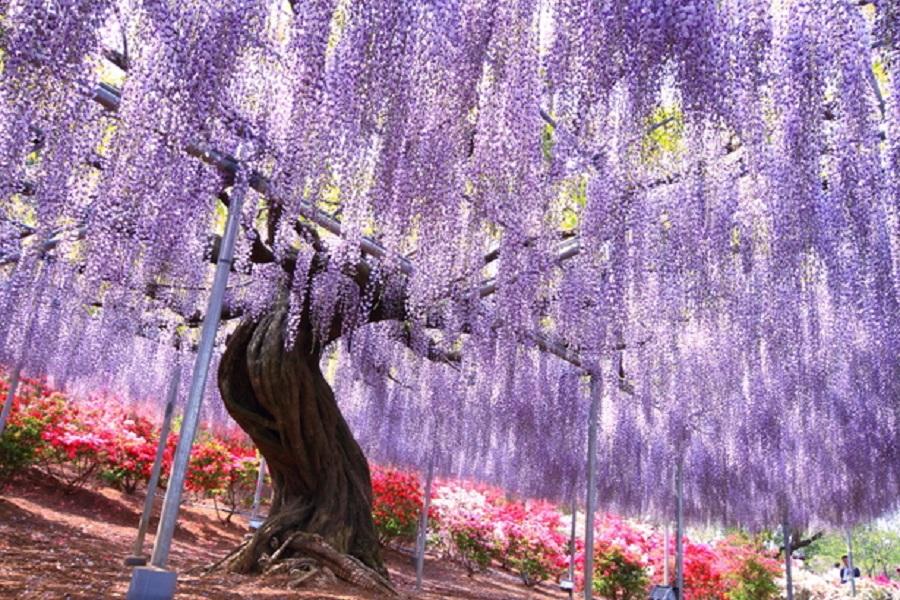 ★紫藤舞春風★海濱粉蝶.秩父芝櫻.採果樂.草津湯田.輕井澤.溫泉5日