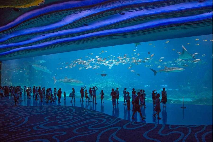 【長隆˙海陸雙樂園】海洋王國+野生動物世界、澳門探索4日