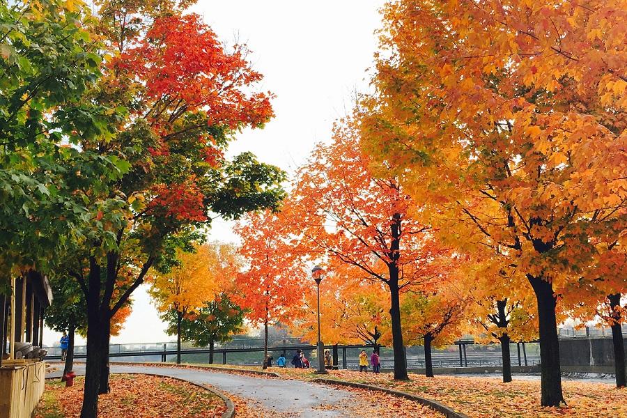 美加東楓情全覽14日【升等面瀑布房、紐約連住兩晚、川普朗渡假村】