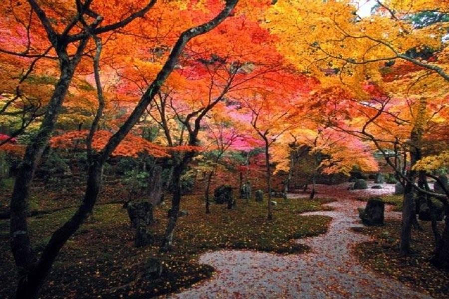 【秋愛楓九州】秋月城跡.別府纜車.御船山.扁舟遊船.抺茶體驗5日