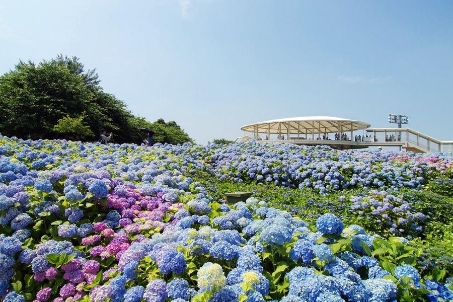 伊勢神宮平等院、名花之里纜車、南紀黑潮水族館5日(名古屋)