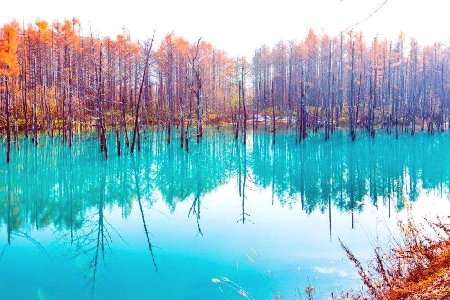 【北國秋季視覺饗宴】可愛北極熊、豐平峽札幌輕鬆走、美瑛青池白鬚瀑布6日