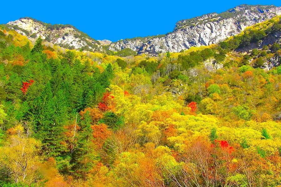 【秋瑟彩林】黃龍景區、達古冰川、四姑娘山、米亞羅、畢棚溝、熊貓基地八日