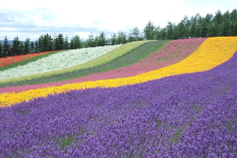 【北海道仲夏迷情】薰衣草之戀.富良野美瑛.尼克斯海洋公園.函館夜景6日