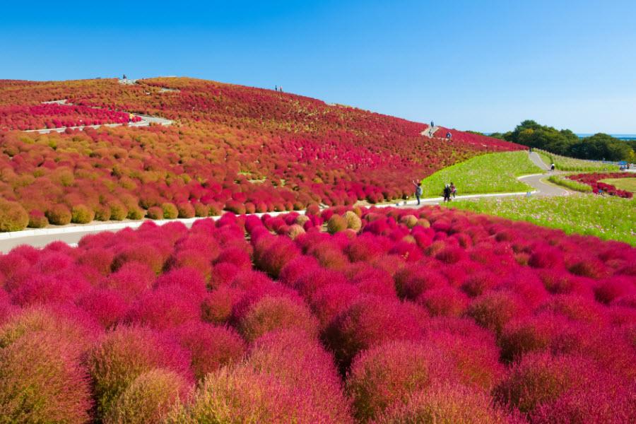【秋紅小東北六日】掃帚草.東照宮.鶴之城.三景三名園三名瀑.東仙六日