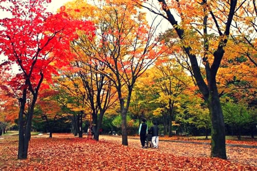 楓采釜山彩虹港口~內藏山、八公山纜車、酒莊、全州韓服體驗5日(早晚)