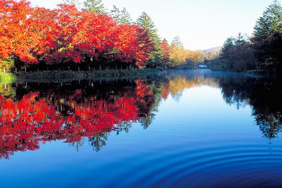 ★楓戀小江戶★箱根鐵道紅葉回廊雲場池白鳥船松本城輕井澤冰淇淋溫泉五日