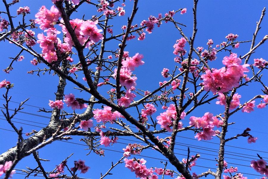 新春嬉春【琉球古城櫻花戀】寒緋櫻~今歸仁城跡、名護城、八重瀨公園5日