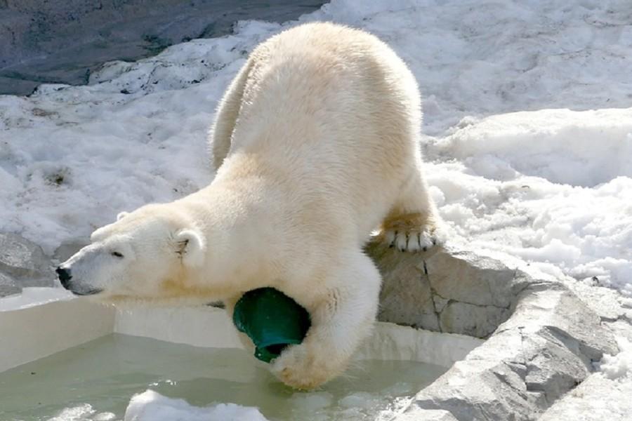 【北海道豬事大吉】雪慶迎新春、洞爺冬季風物詩、旭山動物園、雪の富良野