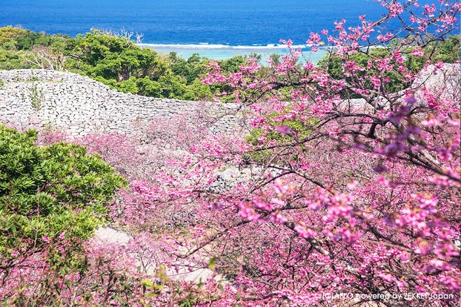 【琉球古城櫻花戀】寒緋櫻~今歸仁城跡、名護城、八重瀨公園5日