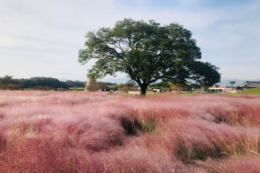 玩楓釜慶邱 八公山、薰衣草花園、夢幻教堂、柿子酒香5日