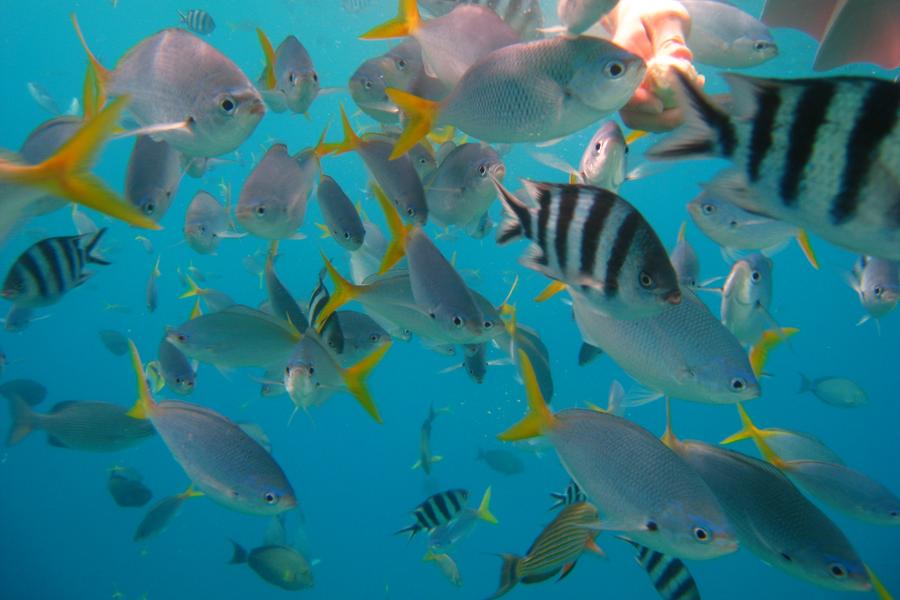帛琉海陸玩透透、水母湖、大斷層、海豚灣優質6日-PALAU HOTEL