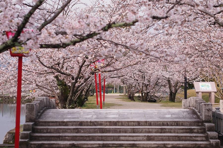 【春櫻九州物語】久住花園、舞鶴公園、御船山、扁舟遊船、鶴見岳纜車5日