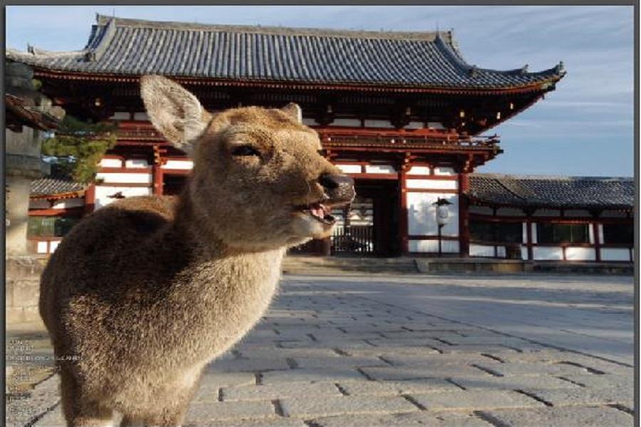 【酷戀關西】和歌山黑潮奈良梅花鹿京都伏見嵐山大阪散策五日