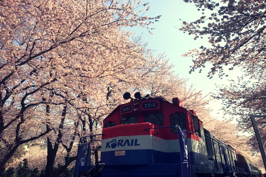 【鎮海賞櫻】花語釜慶~賞櫻勝地、余佐川羅曼史、草莓酒莊、龍蝦海鮮鍋5日