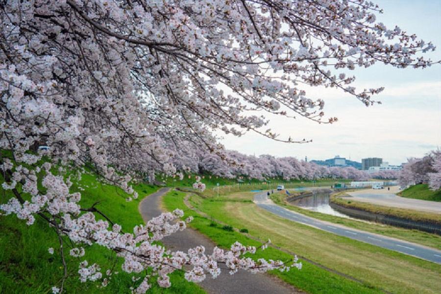 【櫻趣四國】大阪姬路城岡山採果四國高松淡路島神戶尋櫻趣五日