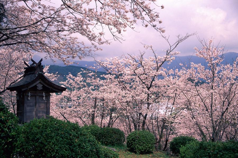 【春櫻豪斯登堡】九十九島船.久住花公園.御船山.夢吊橋.唐戶市場6日