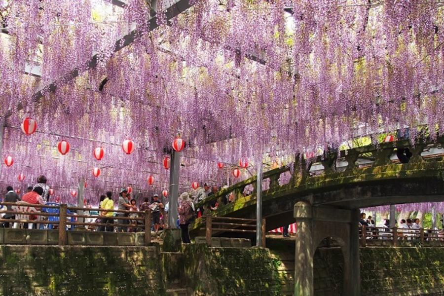 【紫愛九州藤物語】盞鳴神社.九重吊橋.扁舟遊船.下關河豚.旅人列車五日