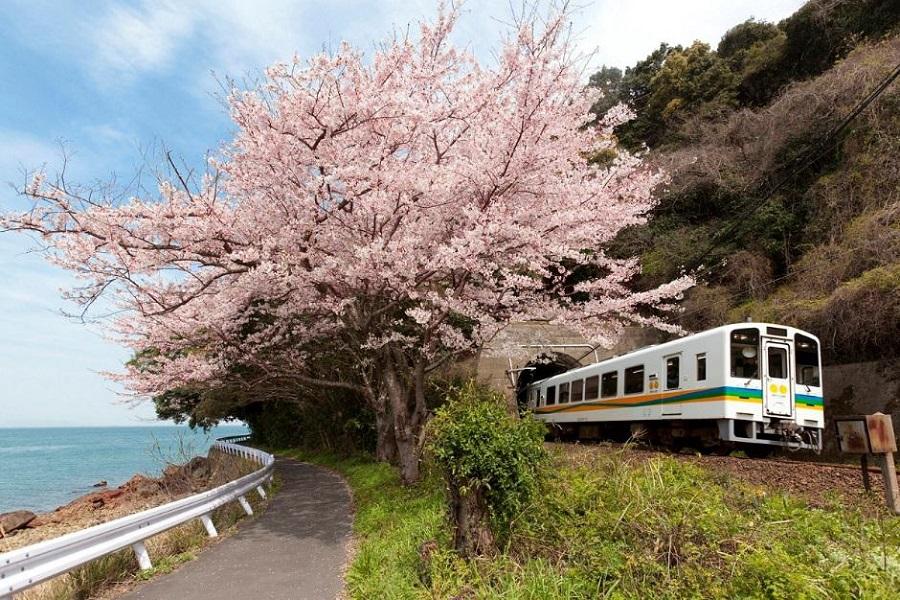 【櫻花九州鐡道慢旅】肥薩橙咖啡列車、舞鶴公園、磯庭園抺茶、指宿沙浴6日