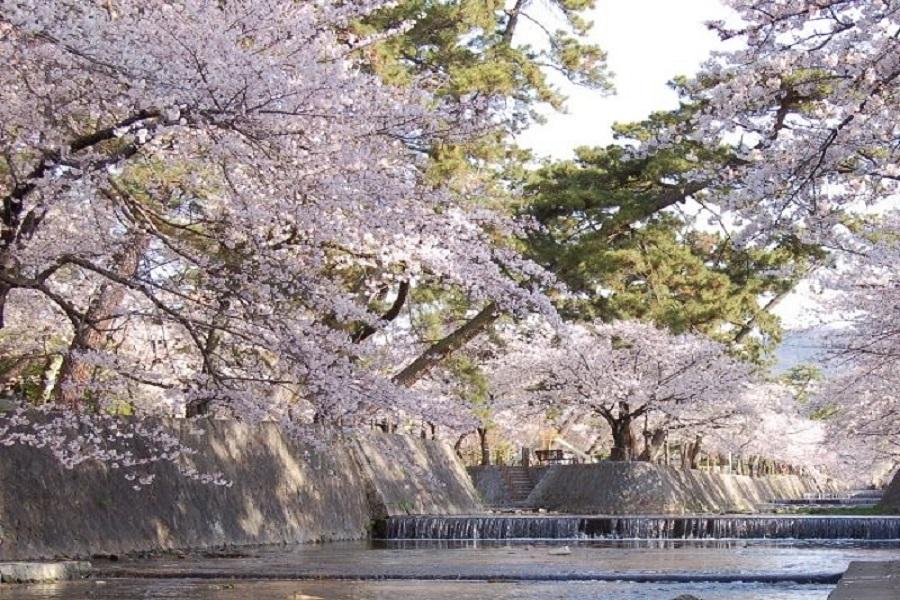 【櫻木花道】姬路天空之城天橋立三方五湖近江八幡神戶大阪尋櫻趣5日