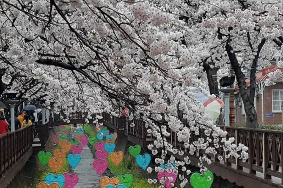 【鎮海賞櫻】花戀釜慶~櫻花大道、賞櫻勝地、余佐川羅曼史、龍蝦海鮮鍋5日